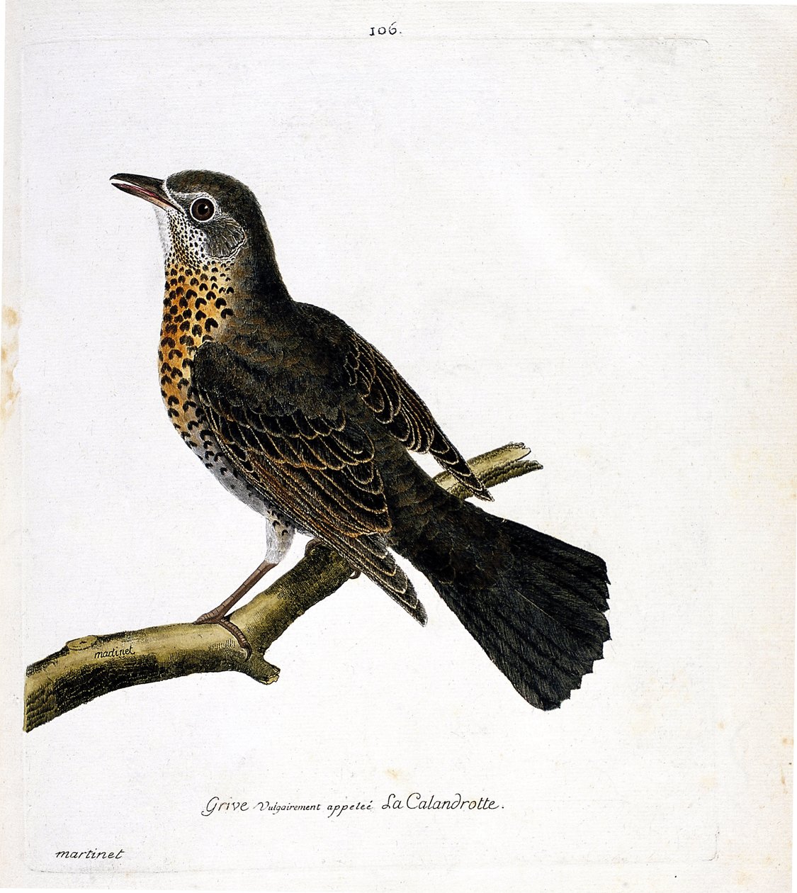 Zoolojik çizelge (ornitoloji): Genellikle bir dalda calandrotte olarak adlandırılan pamukçuk. Francois Nicolas Martinet (1731-1800) tarafından "Görünen ve Hassas Yönleriyle Boyanmış Kuşların Tarihi" adlı illüstrasyon. Özel koleksiyon. by Francois Nicolas Martinet