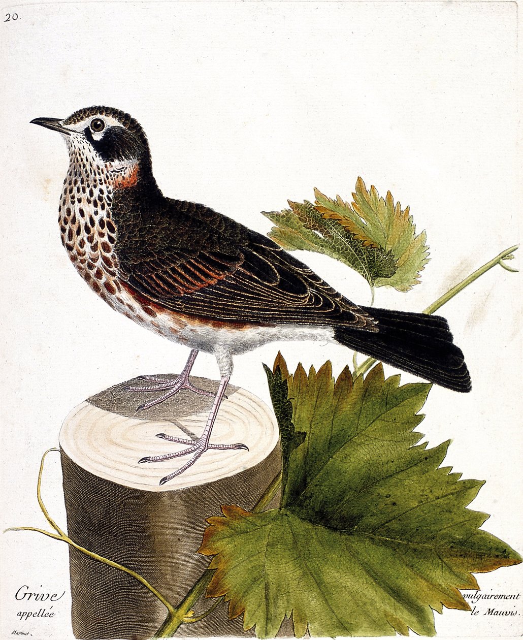 Zoolojik çizelge (ornitoloji): Bir ağaç türünde yaygın olarak mauvis (mauvis ardıç veya turdus iliacus) olarak adlandırılan pamukçuk. Francois Nicolas Martinet (1731-1800) tarafından "Görünen ve Hassas Yönleriyle Boyanmış Kuşların Tarihi" adlı illüstrasyon by Francois Nicolas Martinet