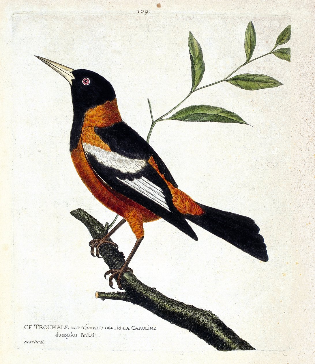 Zoolojik çizelge (ornitoloji): bir daldaki troupiale (troupiale oriole veya icterus icterus). Francois Nicolas Martinet (1731-1800) tarafından "Görünen ve Hassas Yönleriyle Boyanmış Kuşların Tarihi" adlı illüstrasyon. Özel koleksiyon. by Francois Nicolas Martinet