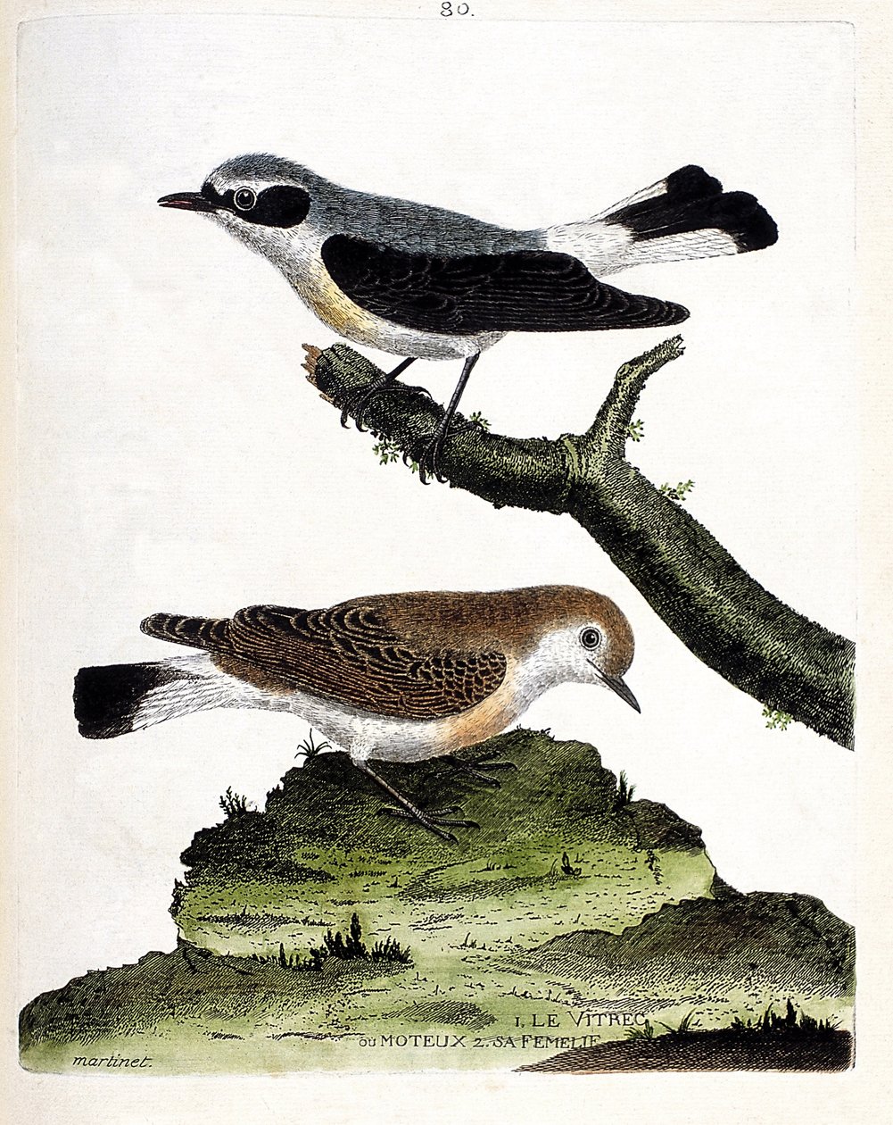 Zoolojik çizelge (ornitoloji): daldaki vitrec (veya motorus) ve dişisi (mottolu sap veya oenant). Francois Nicolas Martinet (1731-1800) tarafından "Görünen ve Hassas Yönleriyle Boyanmış Kuşların Tarihi" adlı illüstrasyon. özel c by Francois Nicolas Martinet