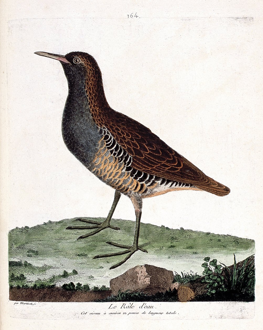 Zoolojik harita (ornitoloji): su yarışı (rallus aquaticus). Francois Nicolas Martinet (1731-1800) tarafından "Görünen ve Hassas Yönleriyle Boyanmış Kuşların Tarihi" adlı illüstrasyon. Özel koleksiyon. by Francois Nicolas Martinet