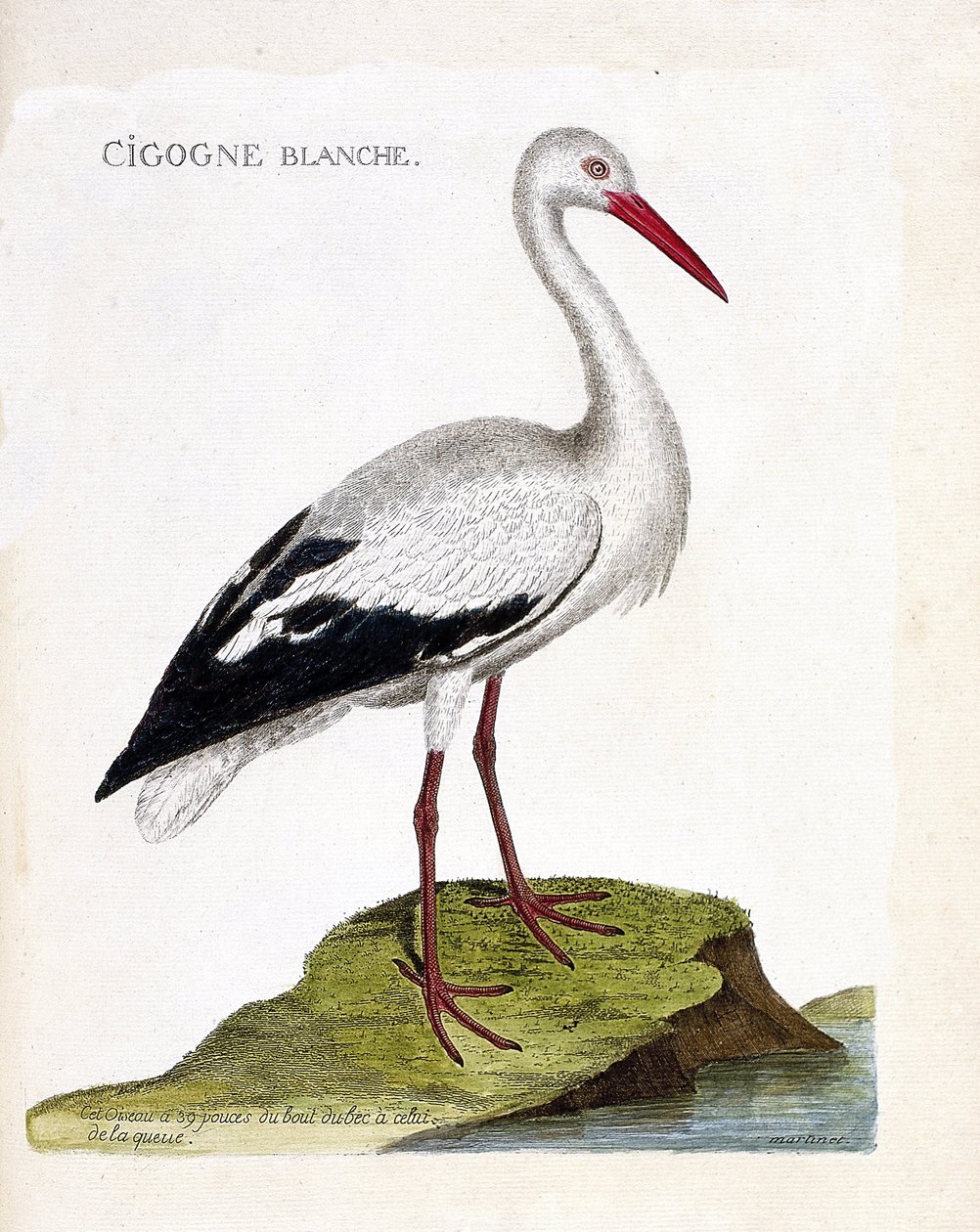 Zoolojik harita (ornitoloji): beyaz leylek (ciconia ciconia). Francois Nicolas Martinet (1731-1800) tarafından "Görünen ve Hassas Yönleriyle Boyanmış Kuşların Tarihi" adlı illüstrasyon. Özel koleksiyon. by Francois Nicolas Martinet