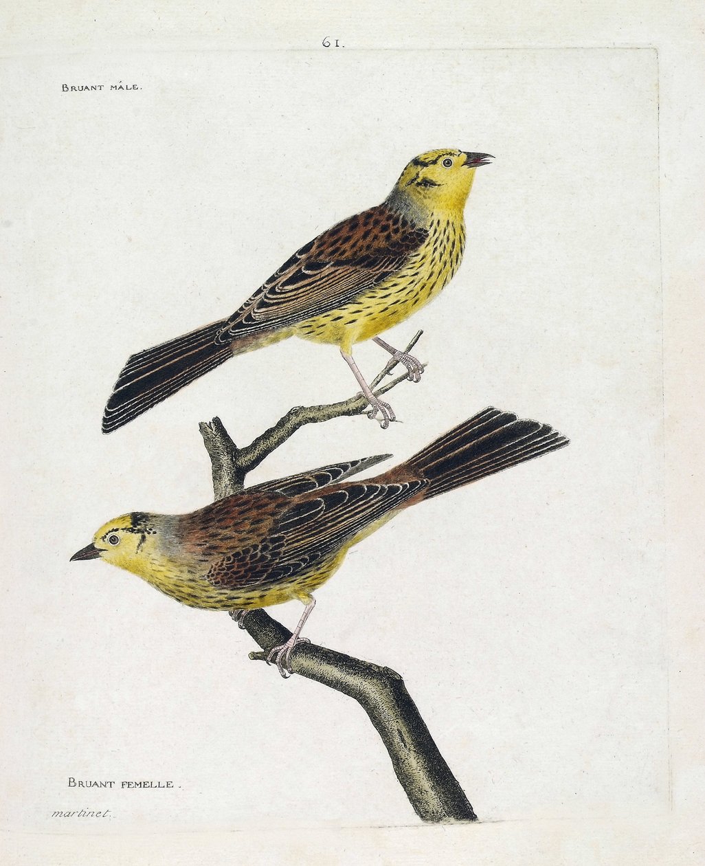 Zoolojik tablo (ornitoloji): yukarıdan aşağıya: Erkek ve dişi Serçeler (Sarı Serçe veya Emberiza citrinella). Francois Nicolas Martinet (1731-1800) tarafından "Görünen ve Hassas Yönleriyle Boyanmış Kuşların Tarihi" adlı illüstrasyon. Özel by Francois Nicolas Martinet
