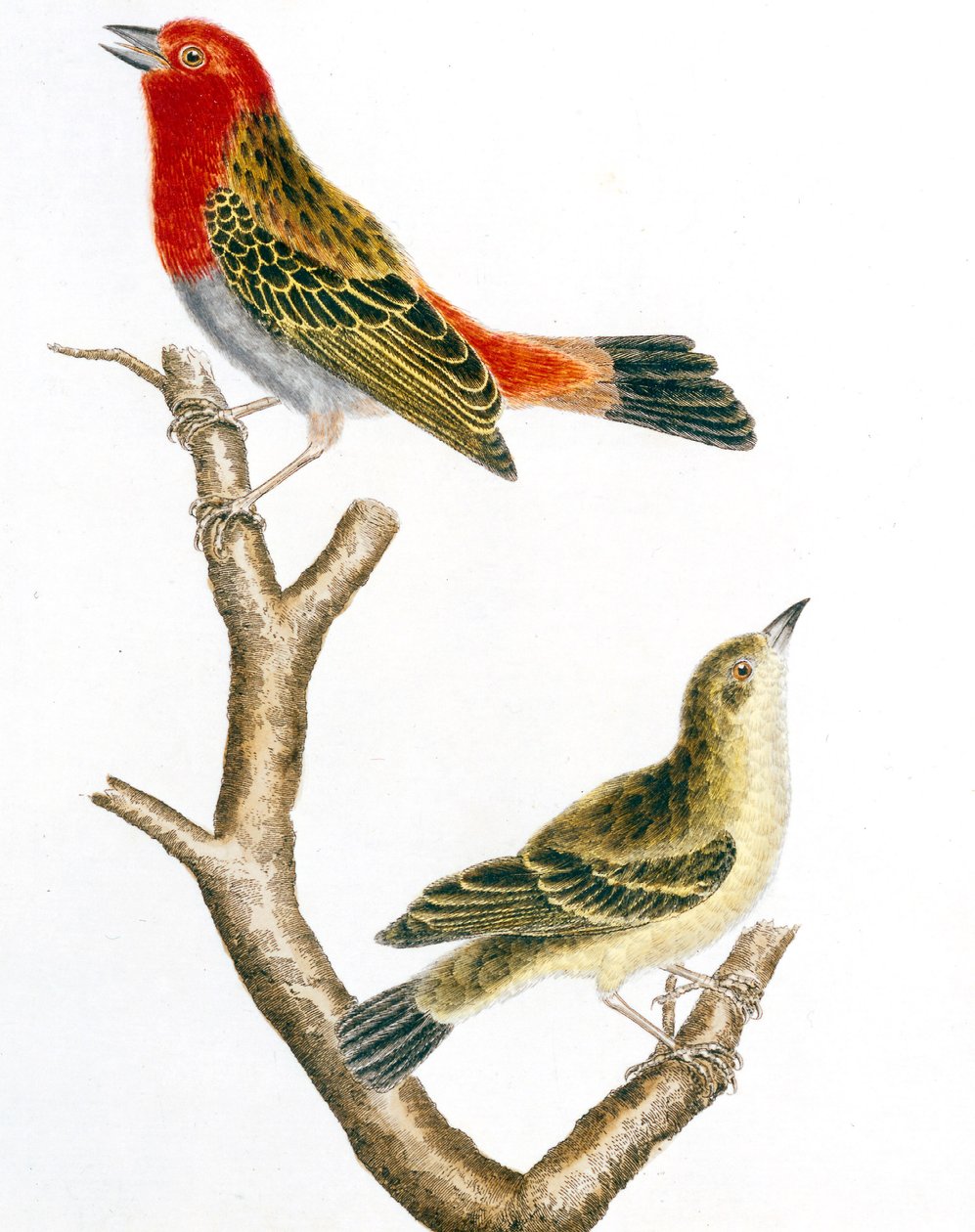 serçe ve dişi, Francois Nicolas Martinet tarafından renkli gravür by Francois Nicolas Martinet