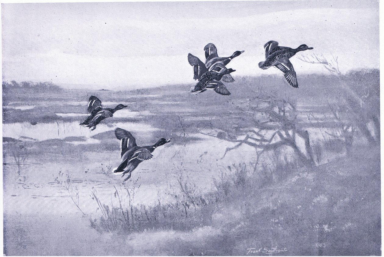 Bir takım Mallards by Frank Southgate