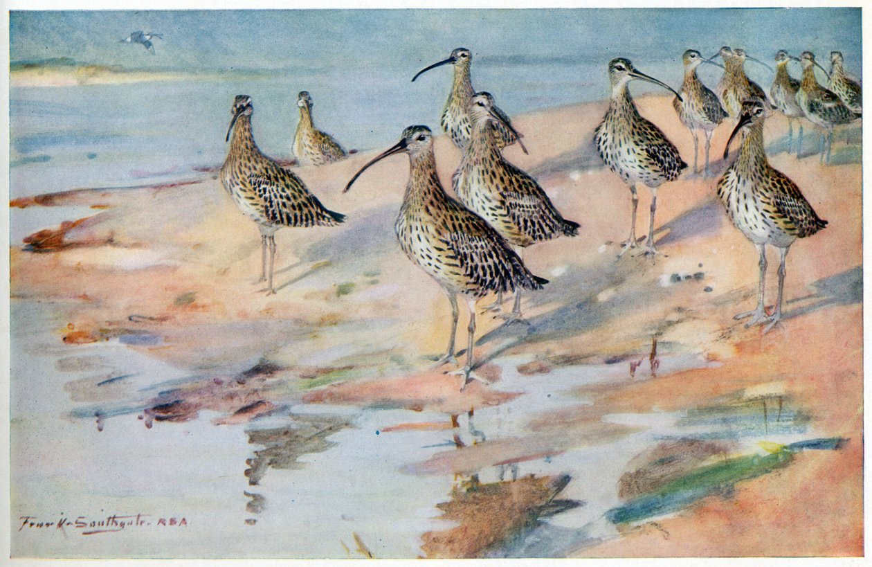 Blakeney Point