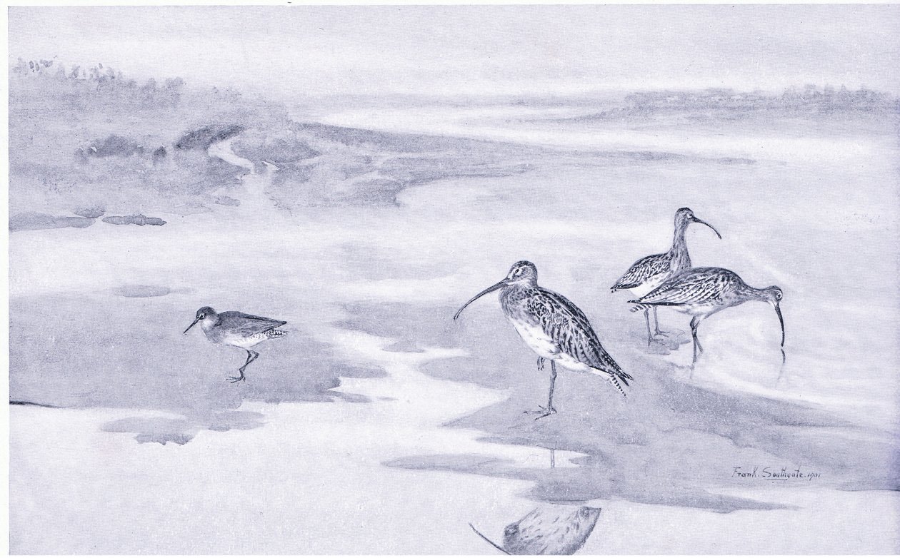 Curlew besleme by Frank Southgate