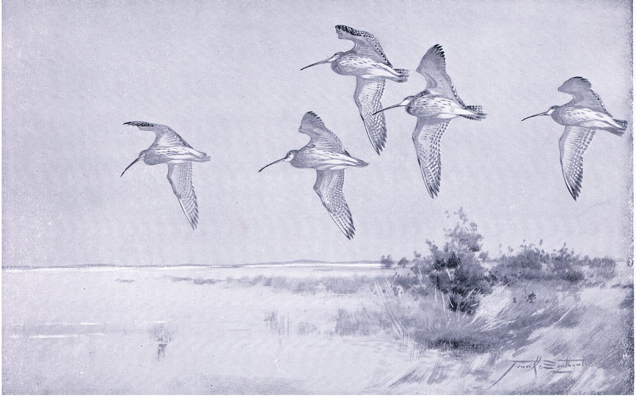 uçuşta Curlew by Frank Southgate