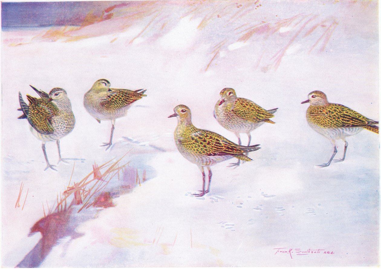 Dunlin kum tepelerinin rüzgaraltında by Frank Southgate