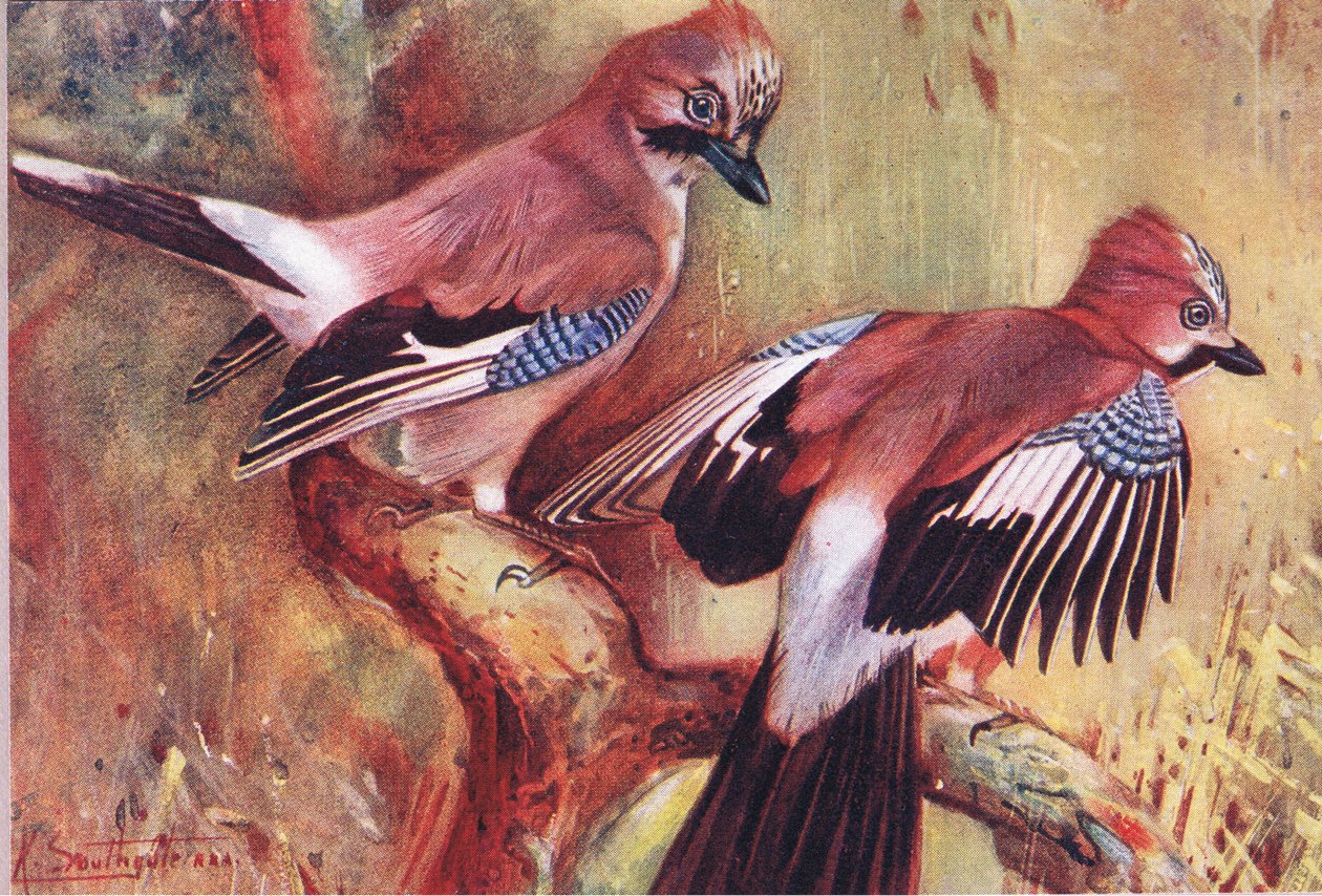 Jays, Hodder & Stoughton tarafından yayınlanan Wild Nature & Country Life