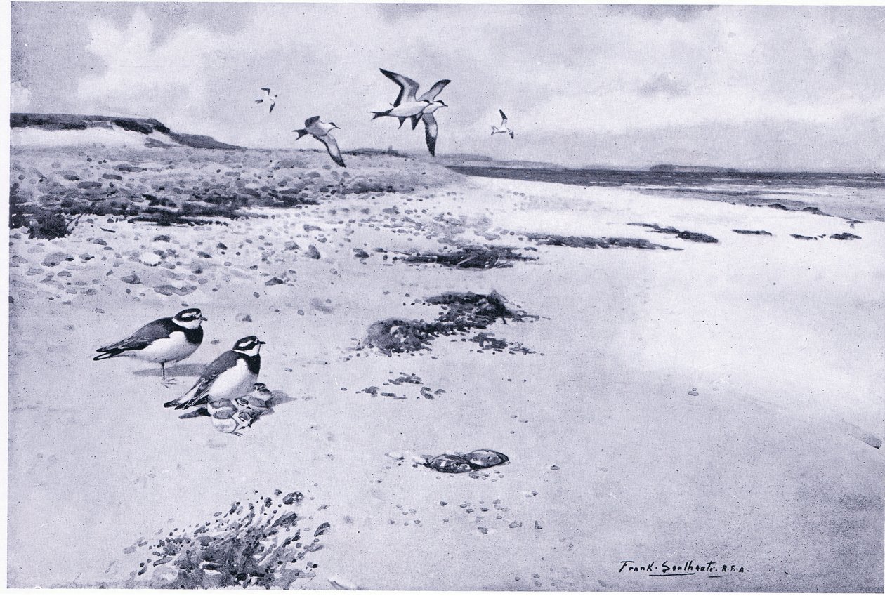 Yüzük Plover ve genç by Frank Southgate