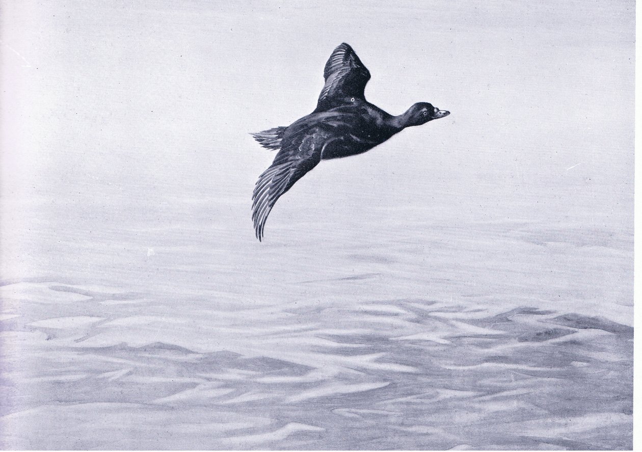 Scoter Ördek by Frank Southgate