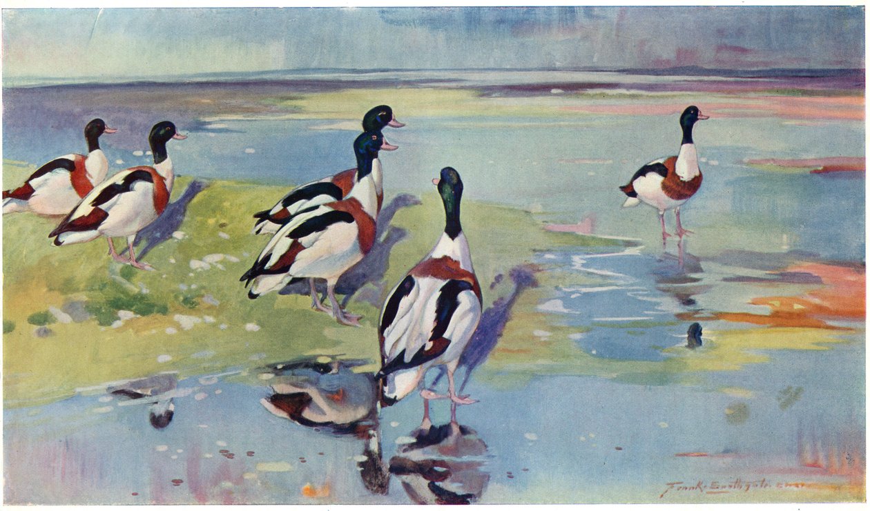 Dairelerde Shelducks, 