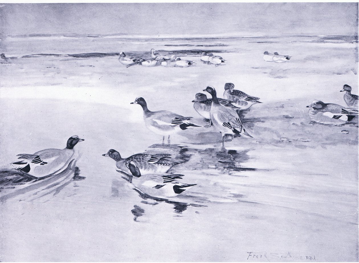 kumların üzerinde Wigeon by Frank Southgate