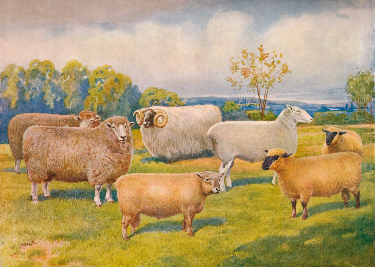 Koyun ırkları, c1902 c1910 by Frank Babbage
