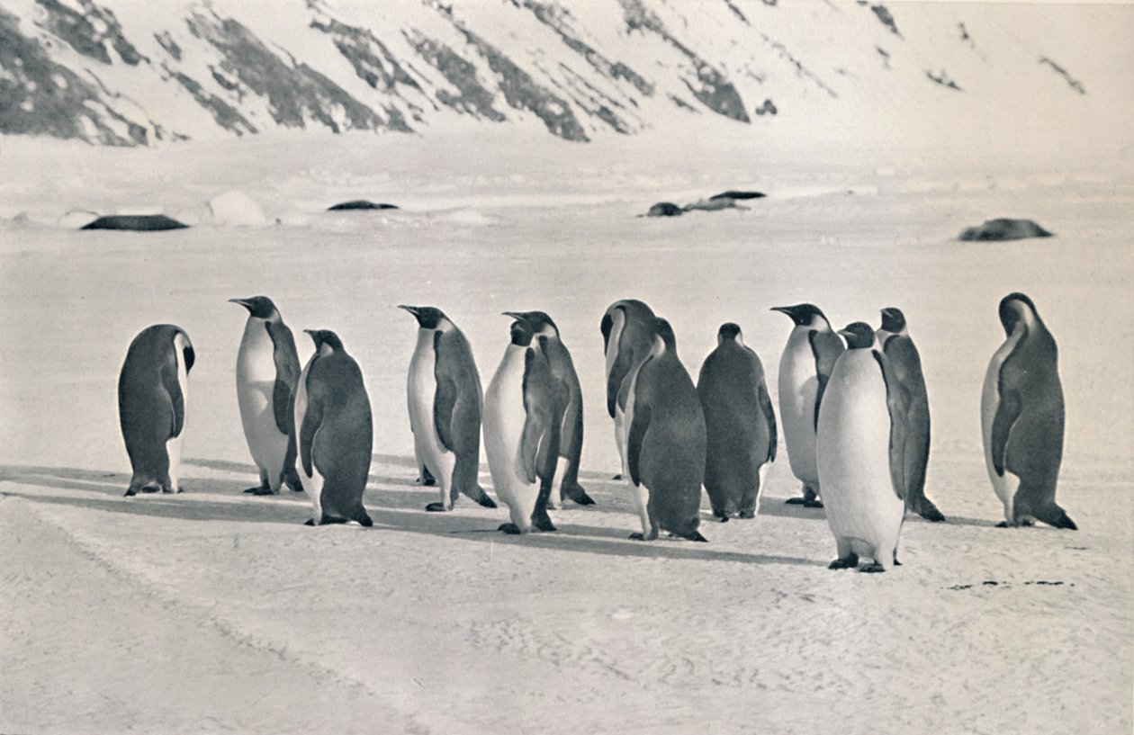 İmparator Penguenler, 1911, 1913 by Frank Debenham