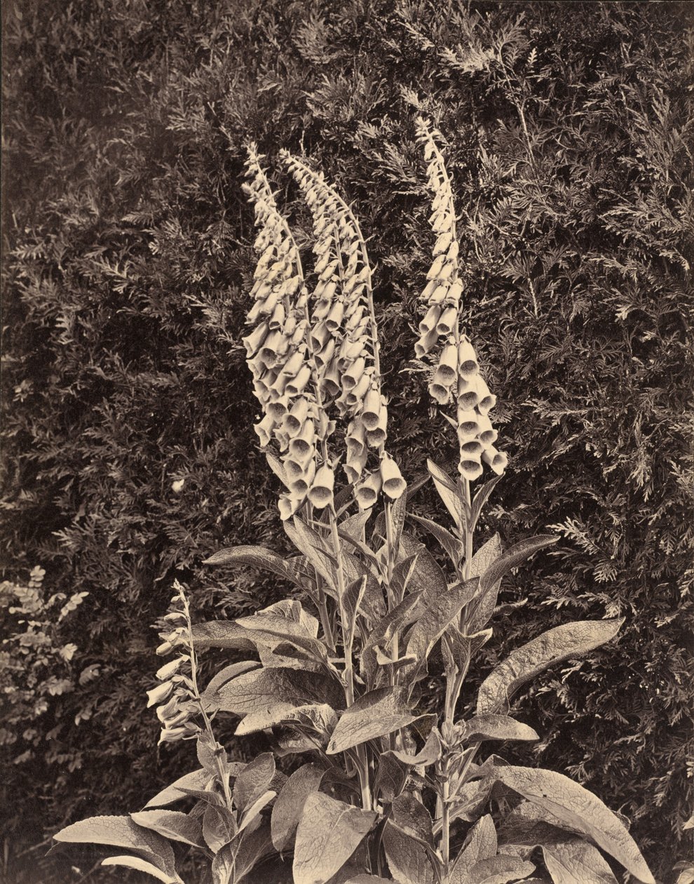 Foxgloves, c. 1860