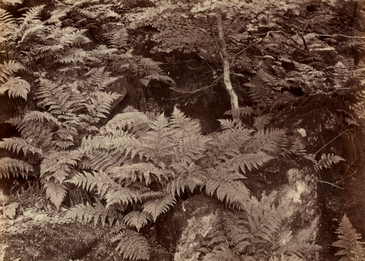 İsimsiz Fern Çalışması, 1870