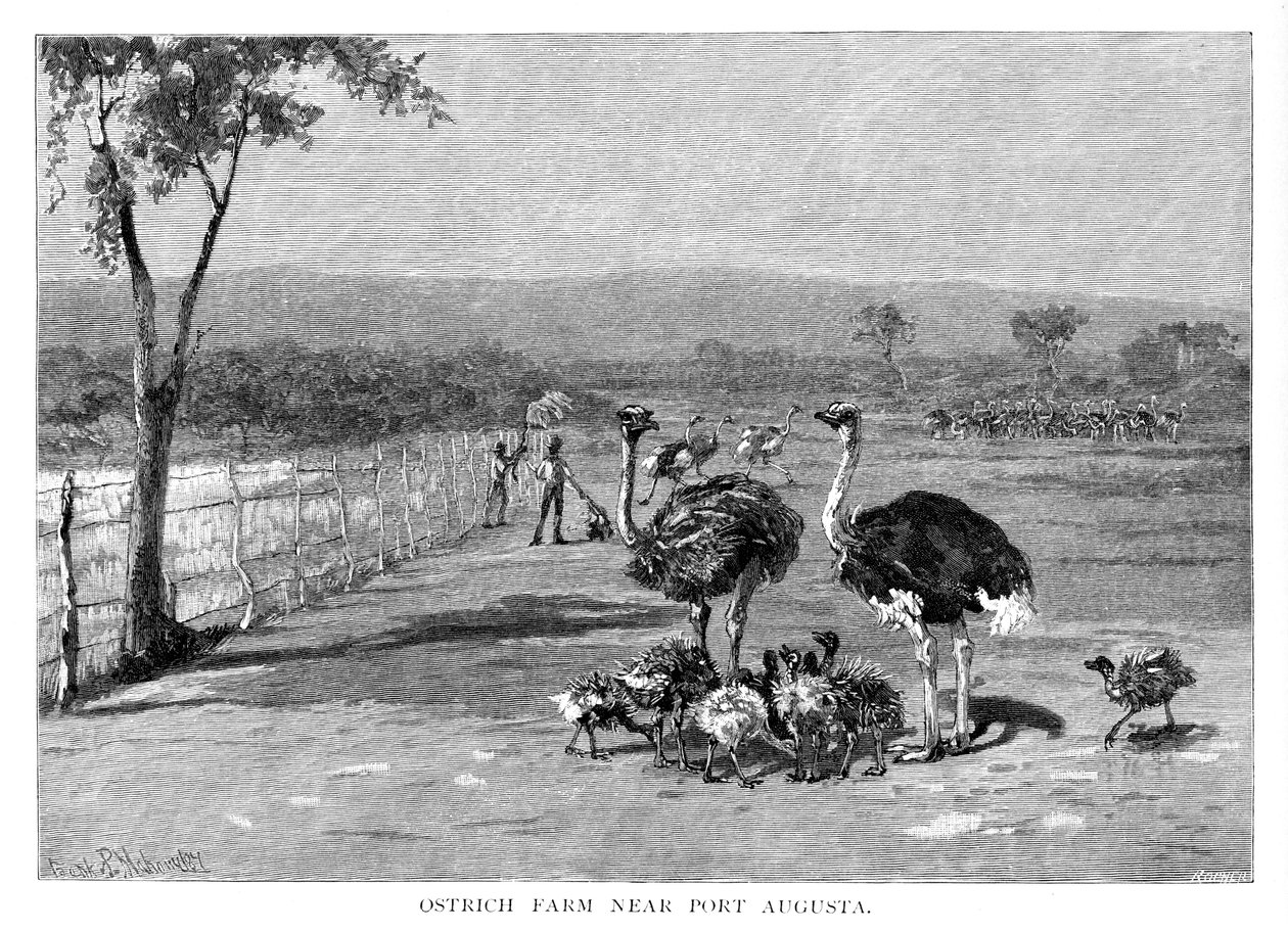 Port Augusta yakınlarındaki devekuşu çiftliği, Güney Avustralya, 1886 by Frank P. Mahony