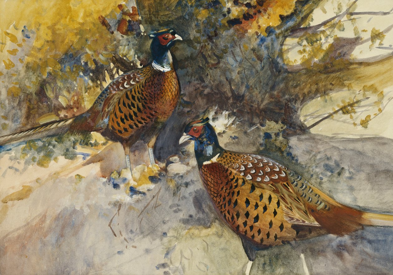 Kayın Ağacının Altında Horoz Sülünleri, by Frank Southgate