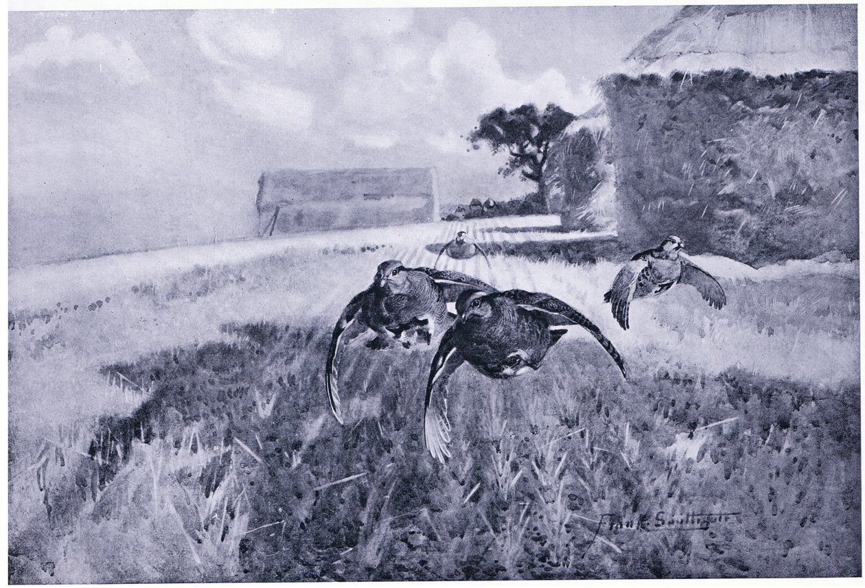 anız üzerinde by Frank Southgate