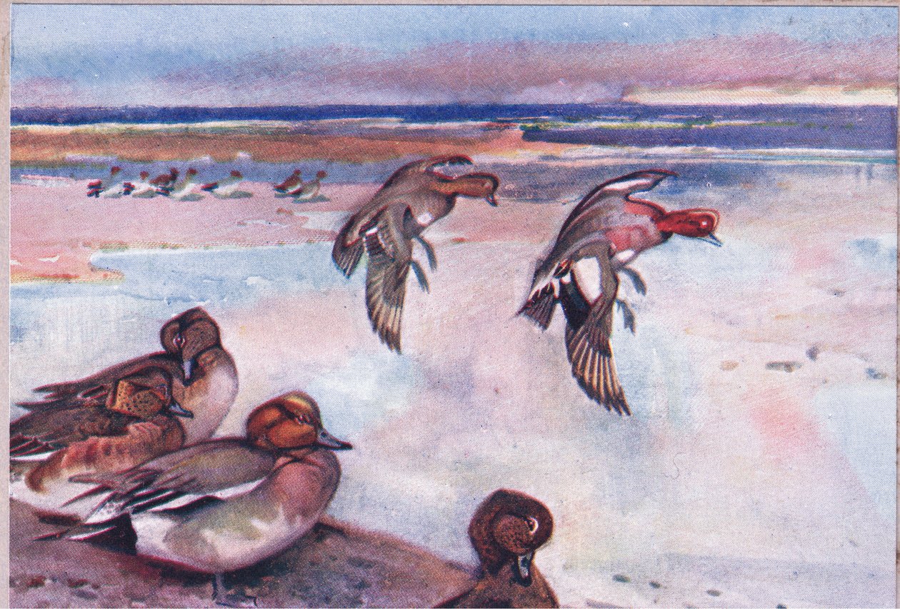 Widgeons, Hodder & Stoughton tarafından yayınlanan Wild Nature & Country Life