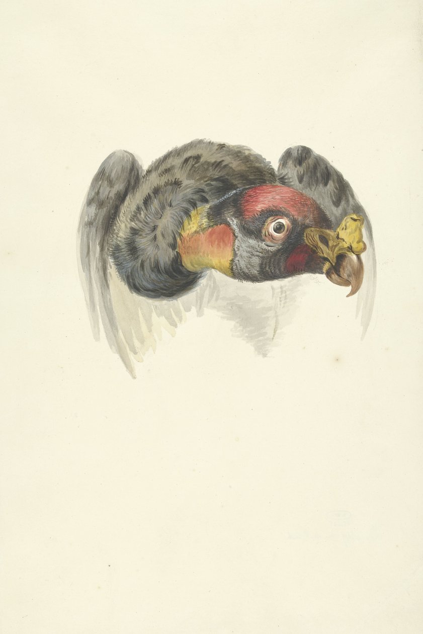 Kral Akbaba Başkanı (Sarcoramphus papa) by François Levaillant (circle of)
