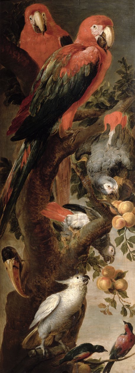 ಮಕಾವ್ಸ್ ಮತ್ತು ಗಿಳಿಗಳು ಟರ್ಕಿ by Frans Snyders or Snijders