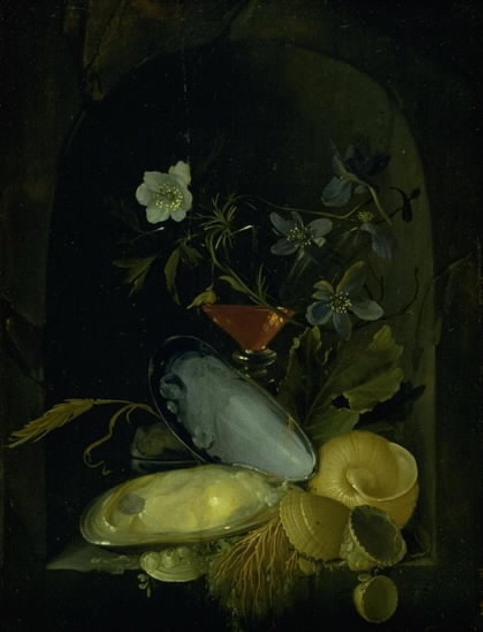 Cockleshells ve Mavi Anemon ile Natürmort by Frans van I Mieris