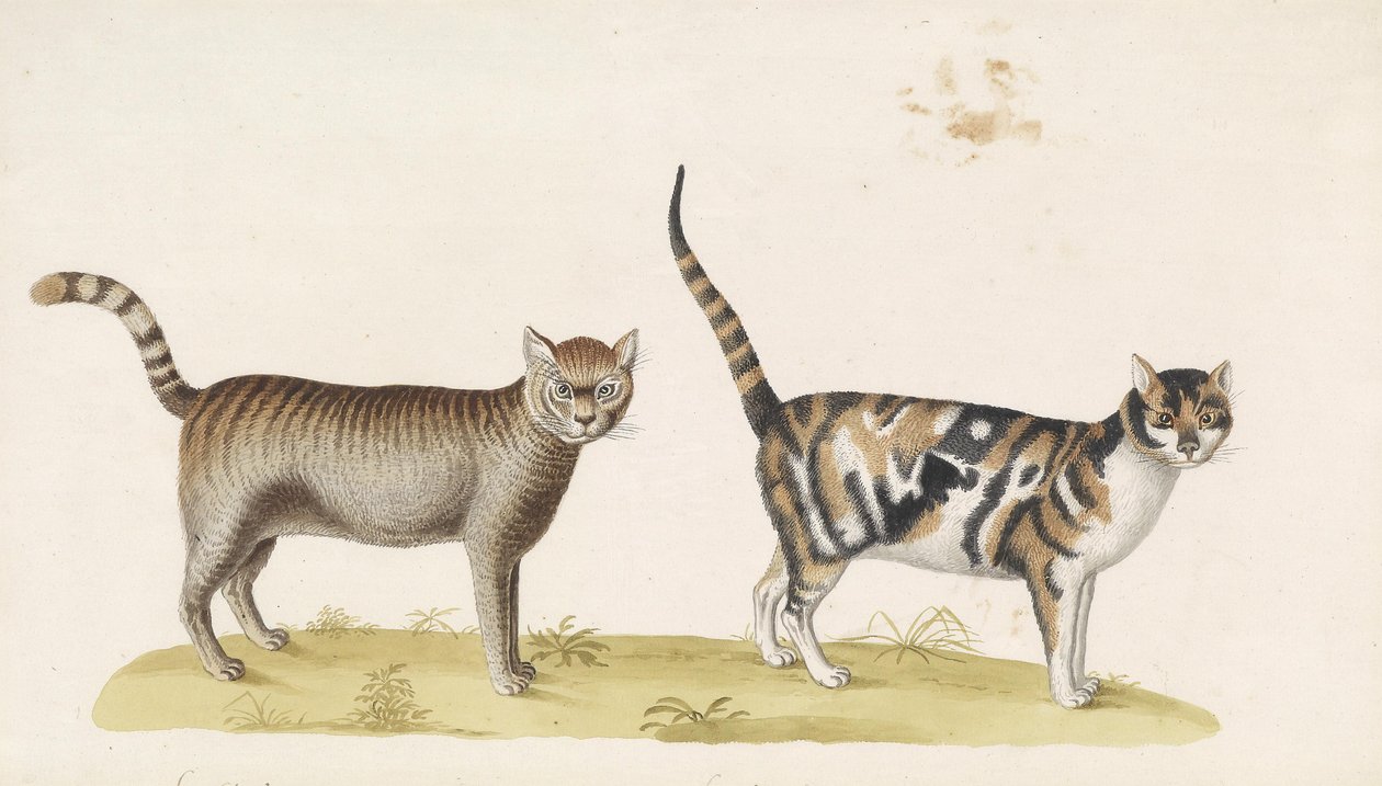 Yaban kedisi, evcil kedi by Franz Anton von Scheidel