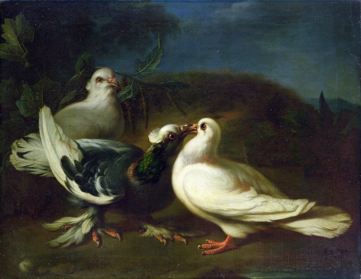 güvercinler, 1724 by Franz Werner Tamm