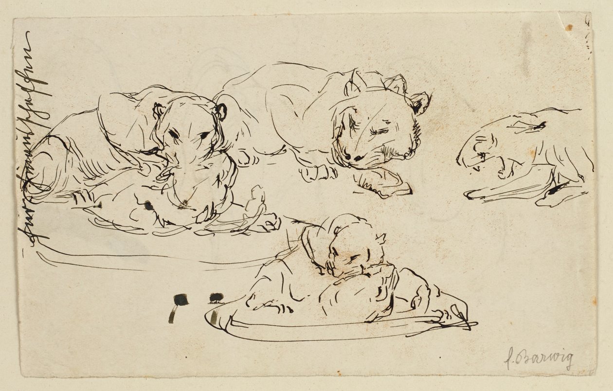 Hırıltılı Sundapanthers by Franz Barwig d. Ä.
