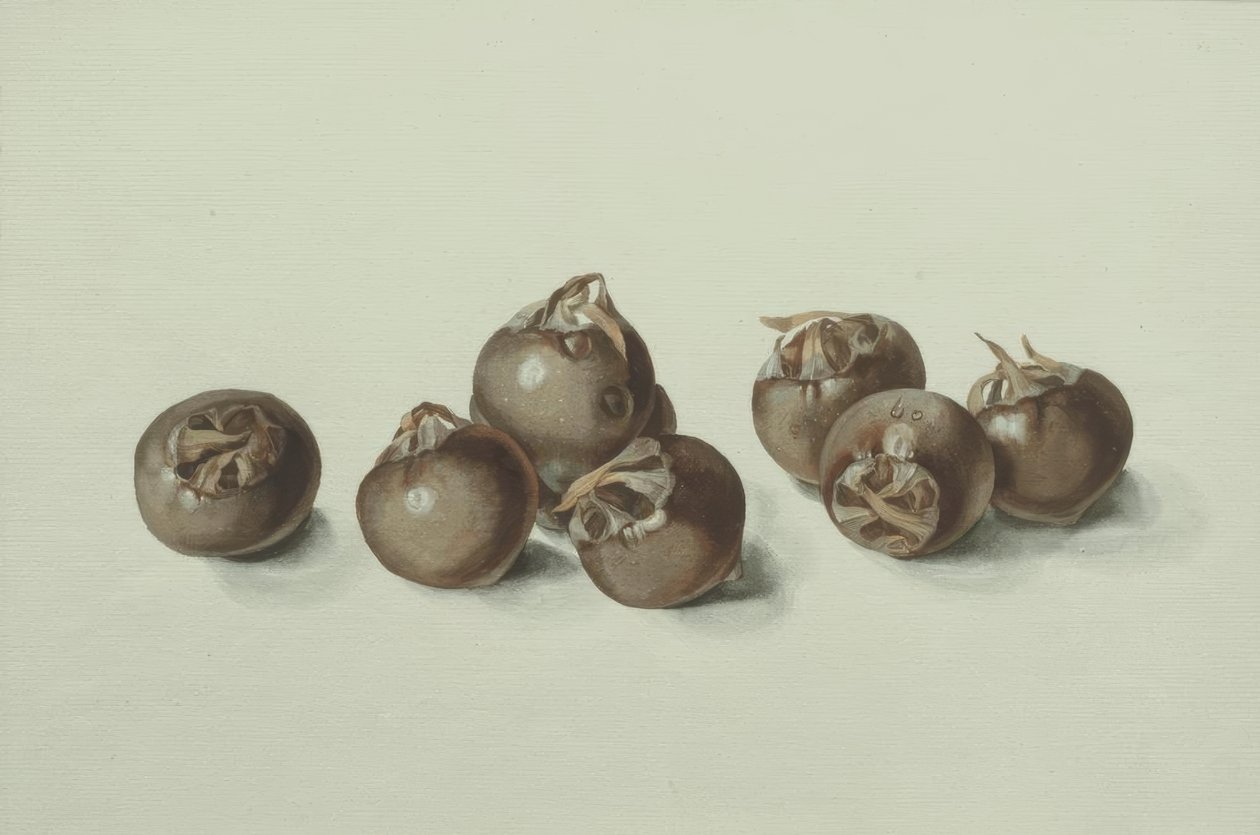 Medlarfrüchte by Franz Horny