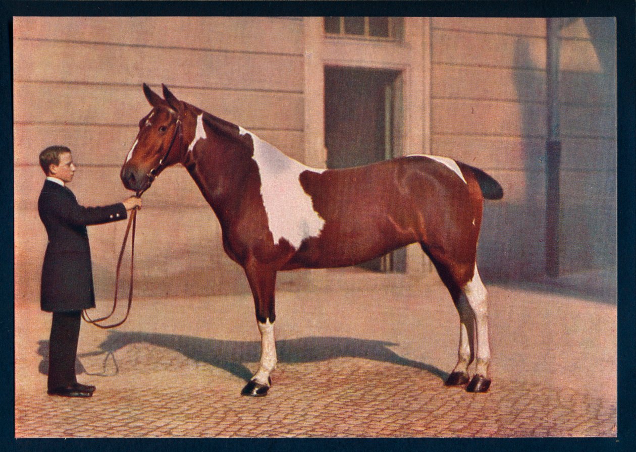 Zeiss Tessar lensi ile çekilmiş bir atın fotoğrafı, c1908 by Franz Kuhn