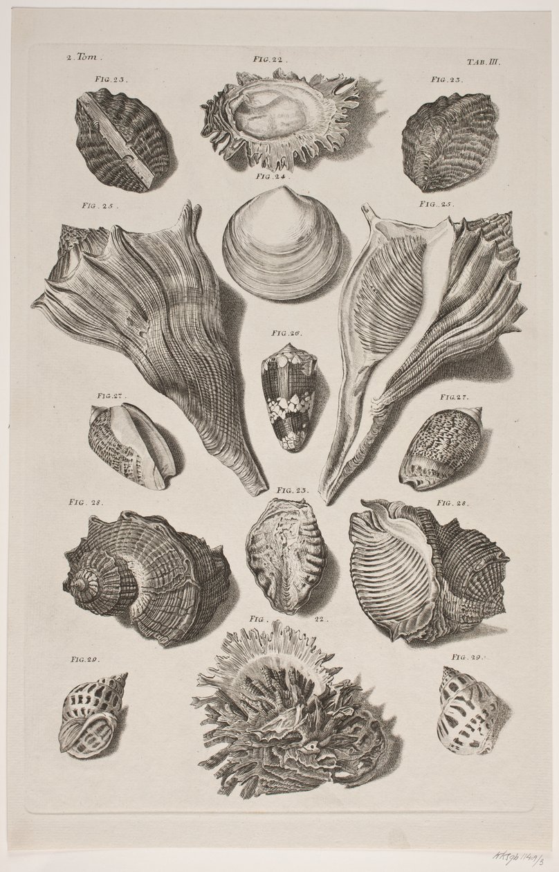 Konkylier med kurulu. Yönetim Kurulu 3. by Franz Michael Regenfus