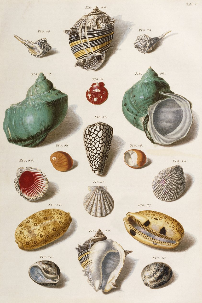 Çeşitli deniz kabukları, 1758 by Franz Michael Regenfus