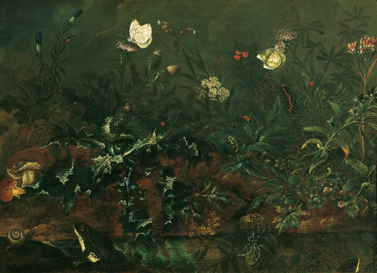 Devedikeni, kurbağa ve yusufçuk ile çim parçası by Franz Michael Siegmund von Purgau d. Ä.