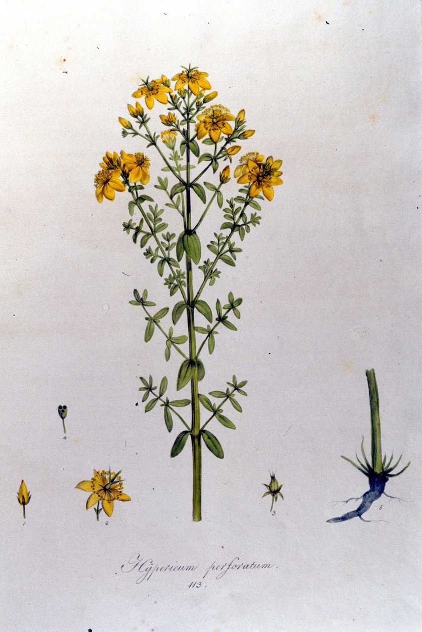 F. De Paola De Schrank