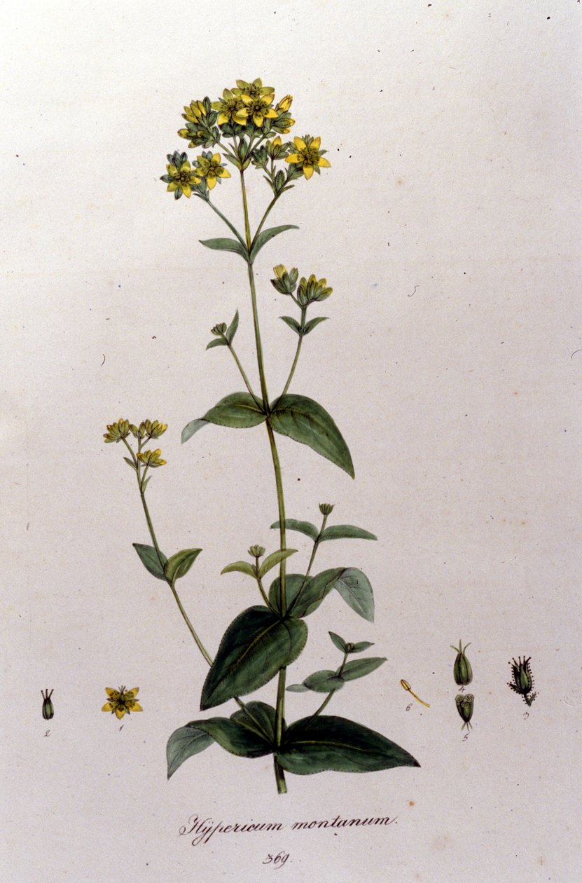 F. De Paola De Schrank