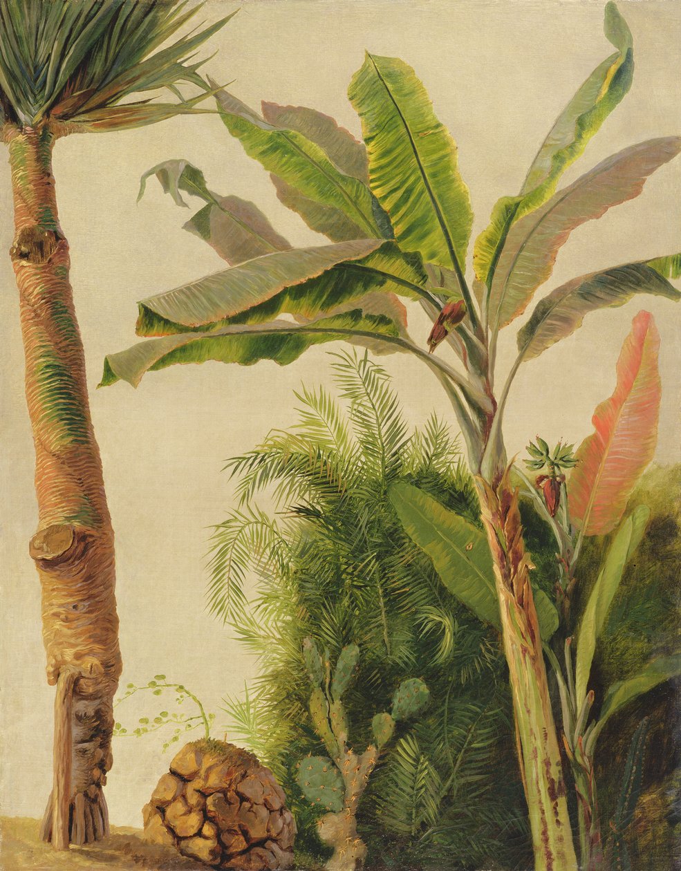 ಬಾಳೆ ಮರ, c.1865 (ಬೋರ್ಡ್ ಮೇಲೆ ಹಾಕಲಾದ ಕ್ಯಾನ್ವಾಸ್‌ನಲ್ಲಿ ಎಣ್ಣೆ) ಟರ್ಕ್ by Frederic Edwin Church