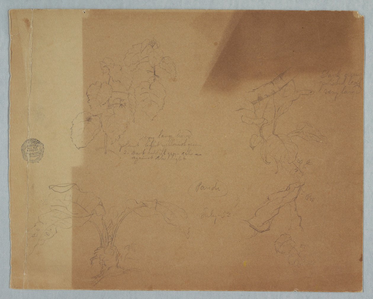Çizim, Botanik Eskizler, muhtemelen Coleus, Pandi, Kolombiya, Temmuz 1853 by Frederic Edwin Church