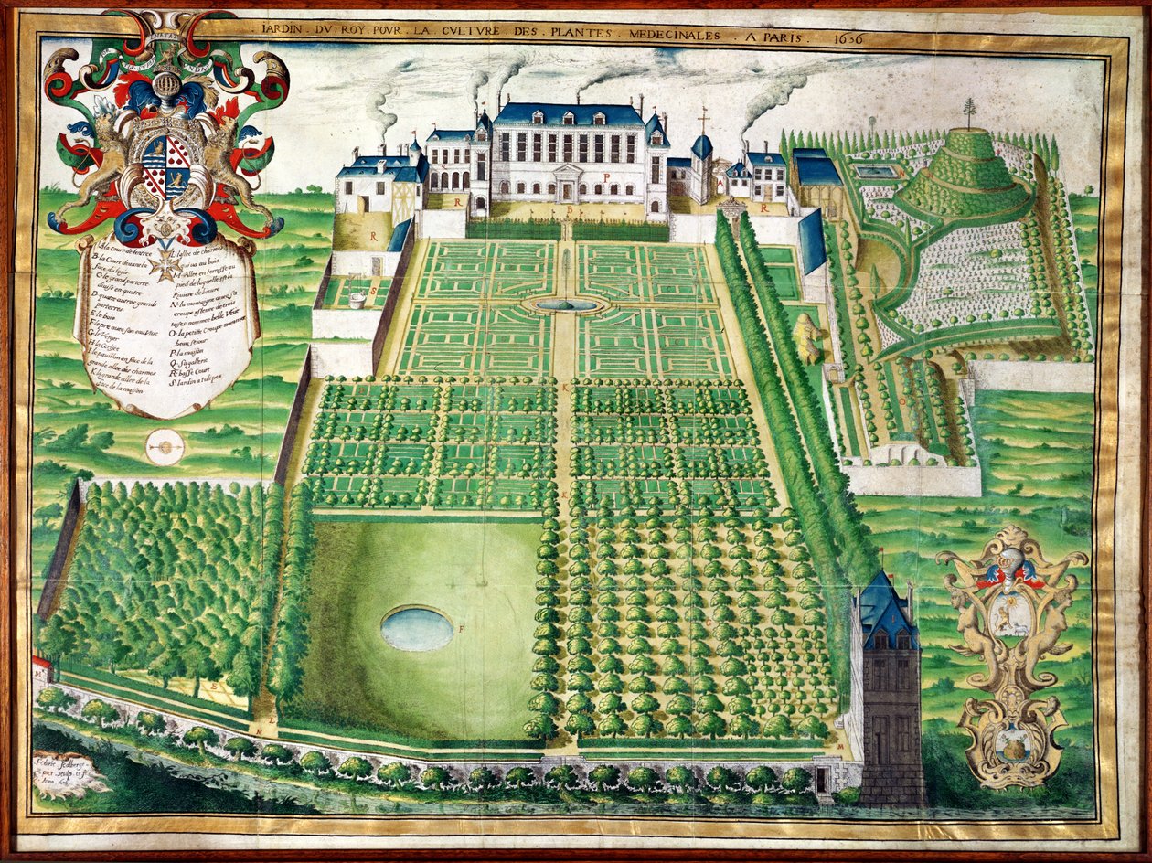 Kings Şifalı Bitki Bahçesi, 1636 (parşömen üzerine gravür) by Frederic Scalberge
