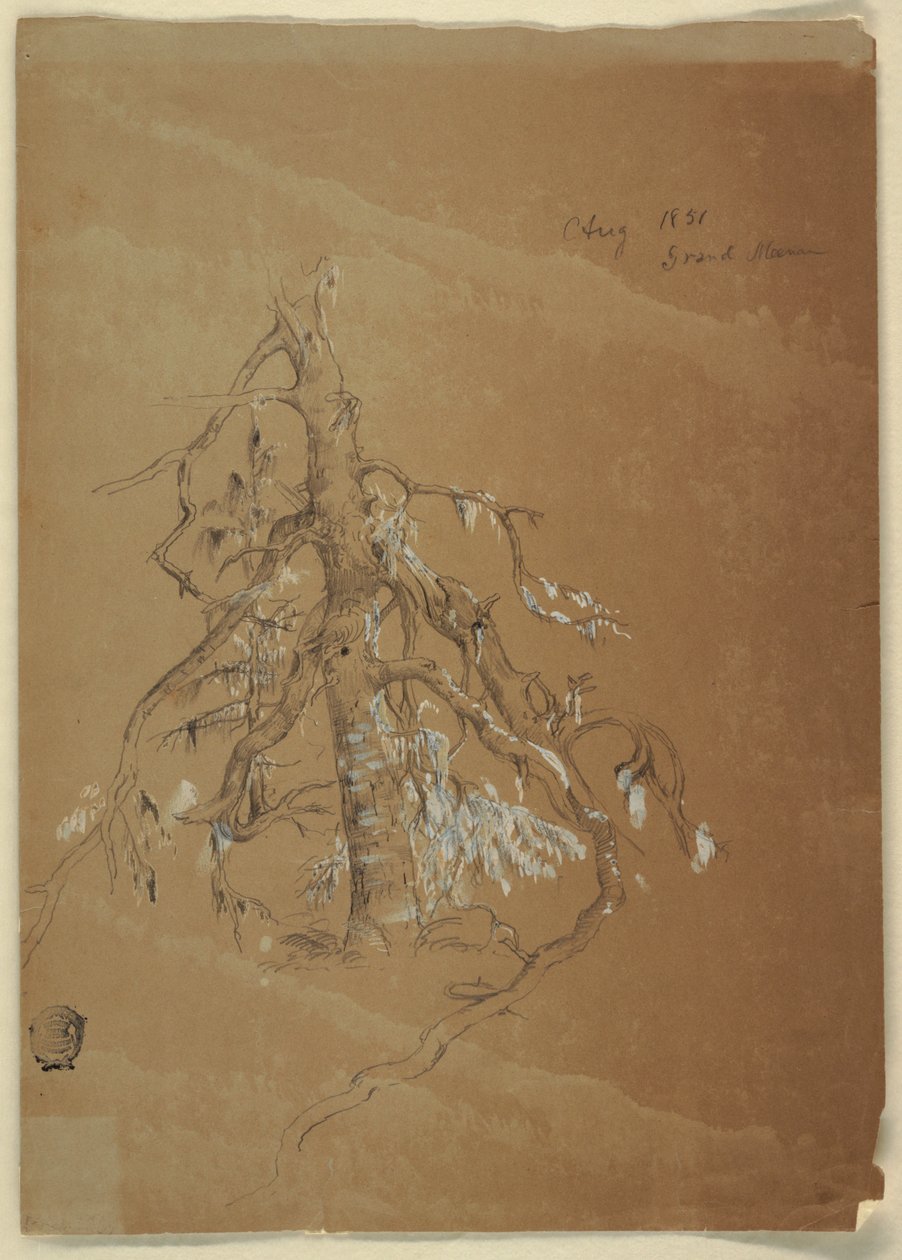 Gnarled Evergreen, Grand Manan, Kanada by Frederic Edwin Church