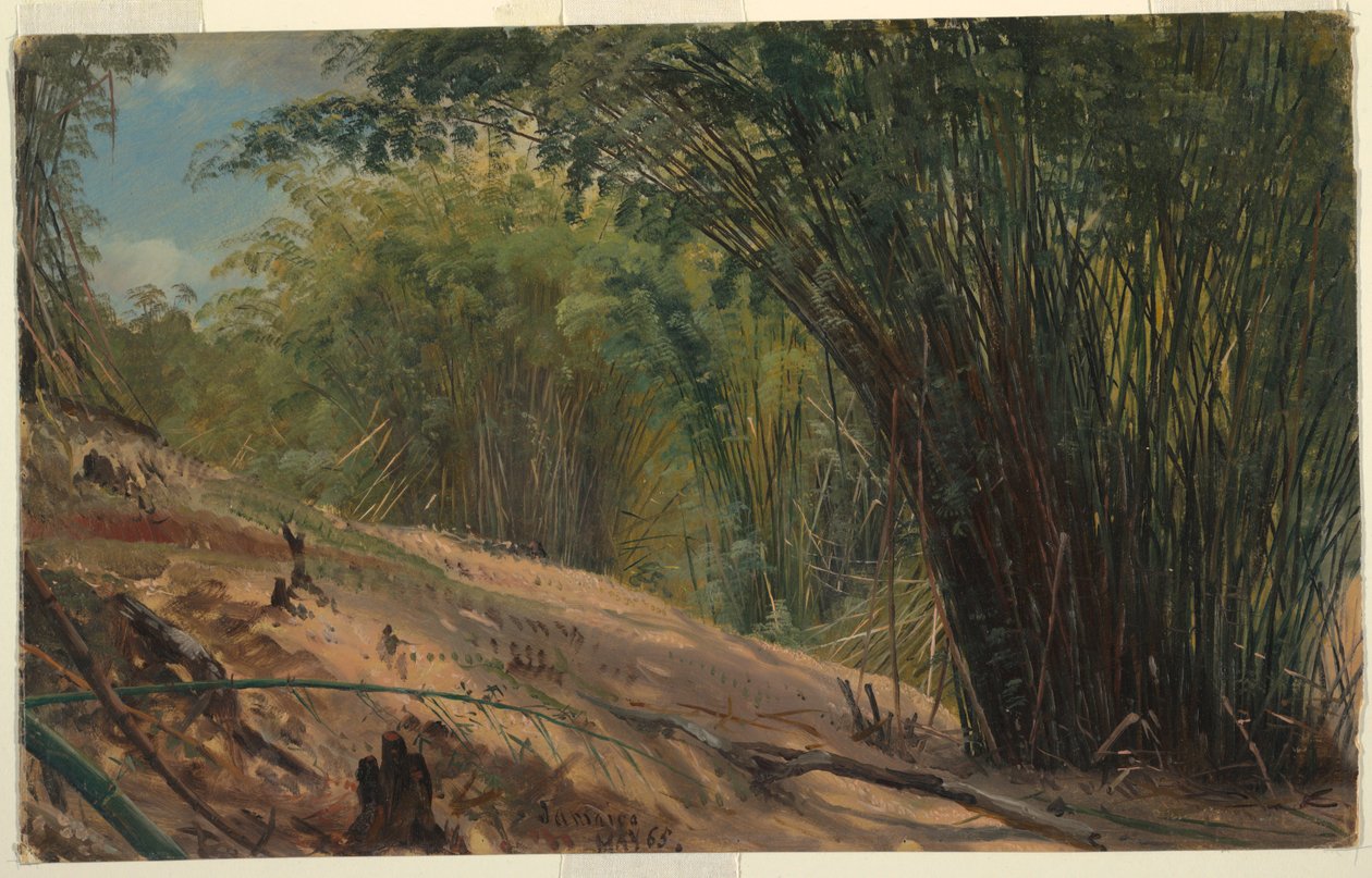 Bambu Korusu, Jamaika by Frederic Edwin Church