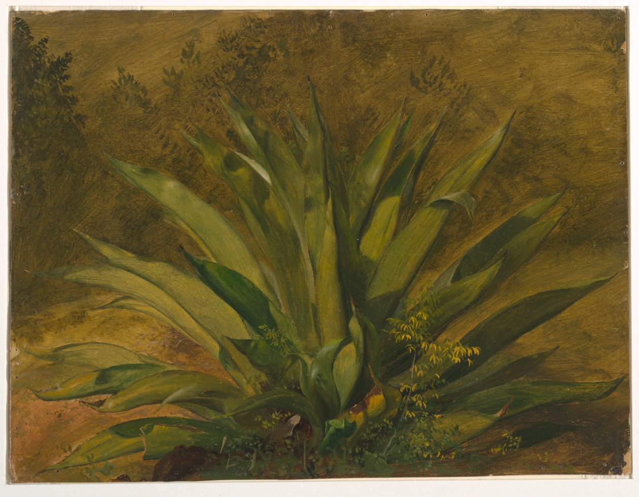 Botanik çalışma by Frederic Edwin Church