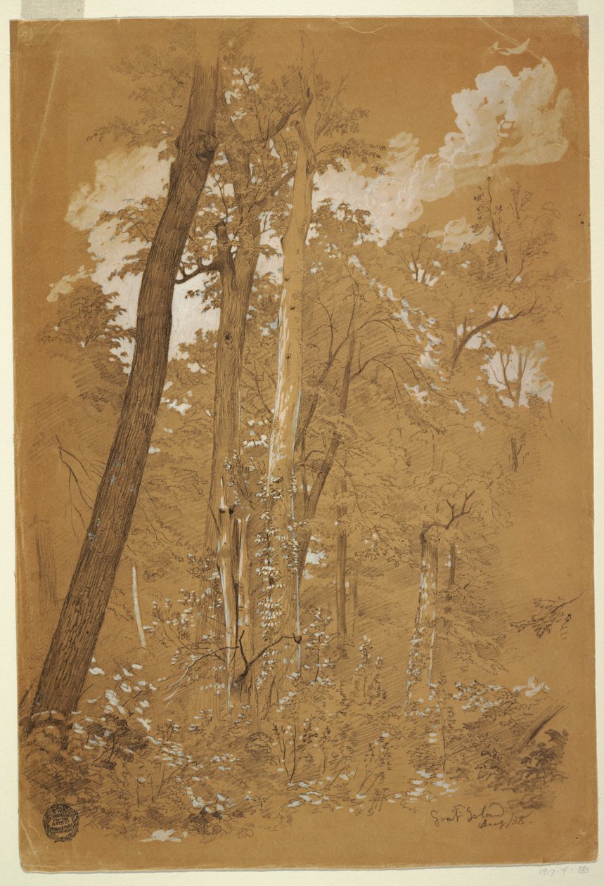 Çizim, Keçi Adasında Kestane Ağaçları, Niagara Nehri, New York, Ağustos 1858 by Frederic Edwin Church