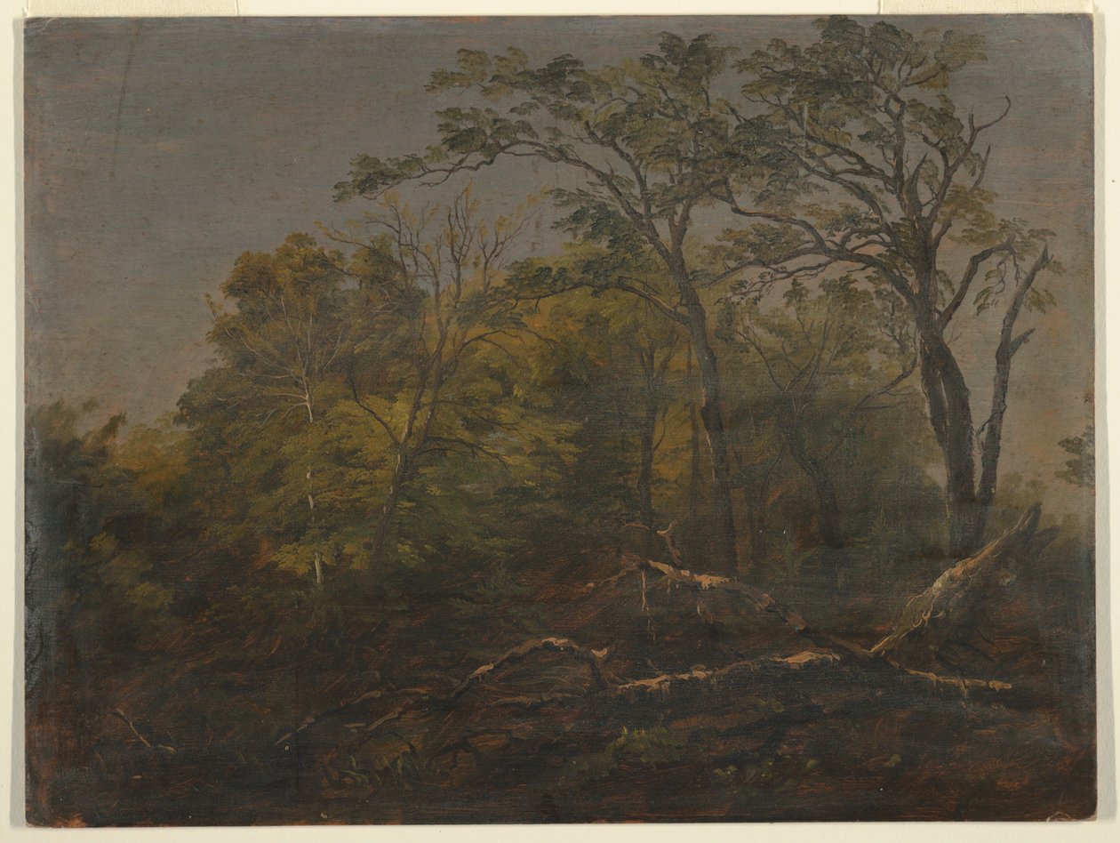Maine Ormanı by Frederic Edwin Church
