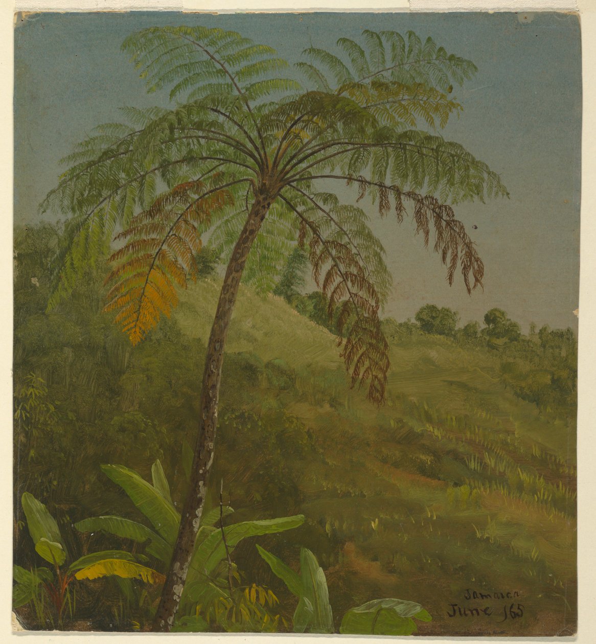Palmiye Ağacı, Jamaika by Frederic Edwin Church