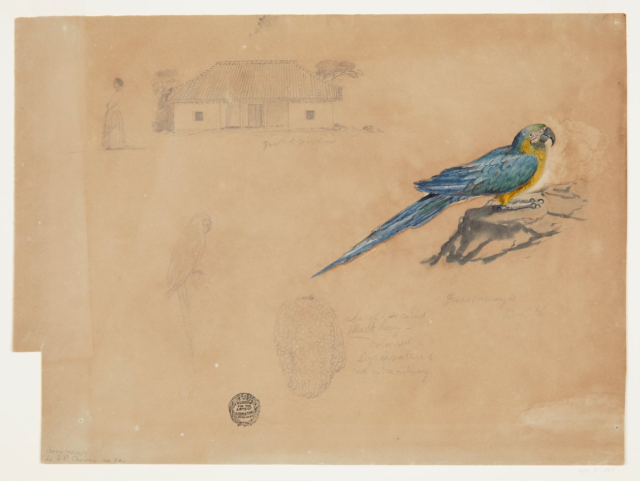Guacamaya, Bogota, Kolombiya Çalışması by Frederic Edwin Church