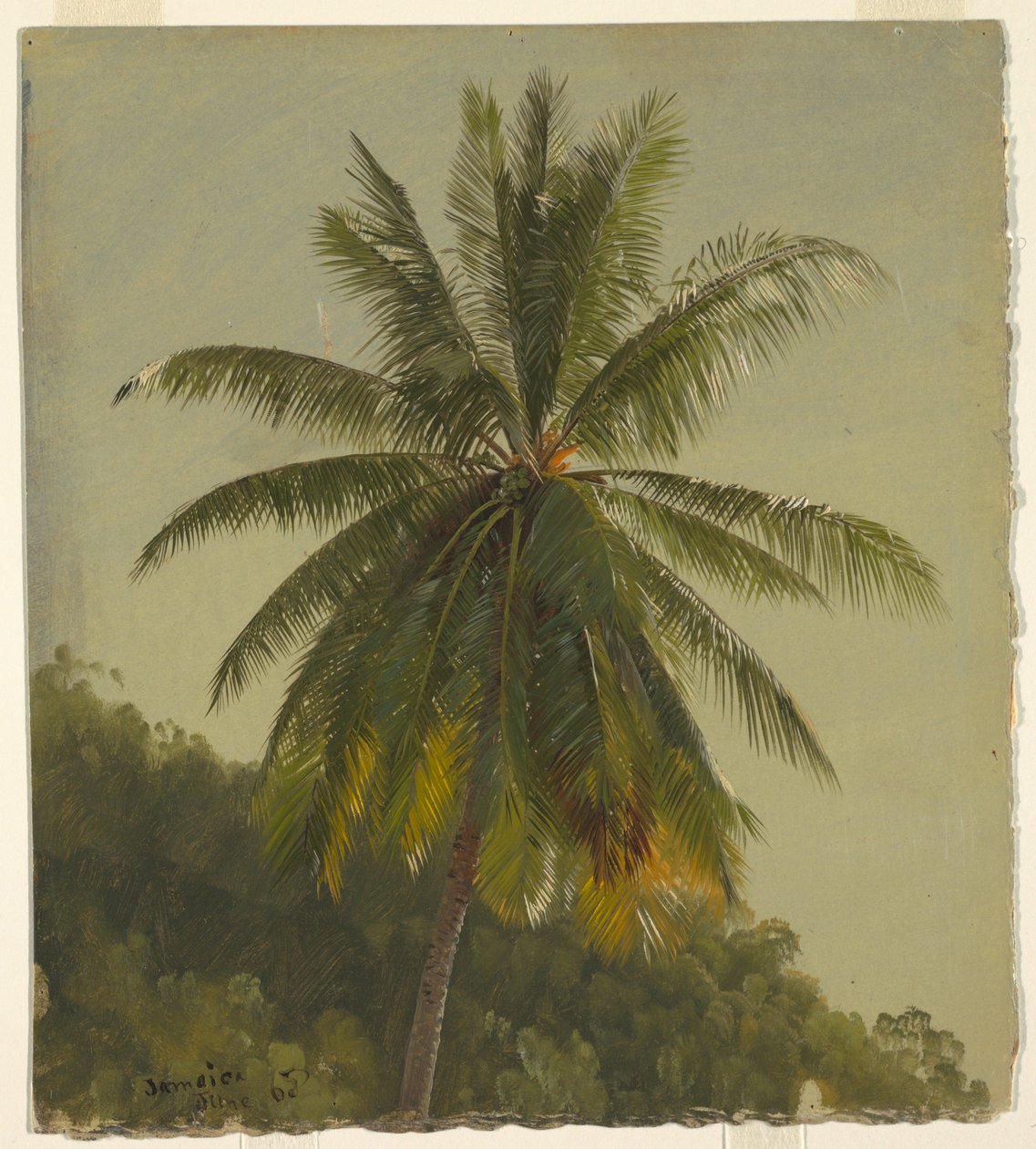 Palm Tree Çalışması, Jamaika by Frederic Edwin Church